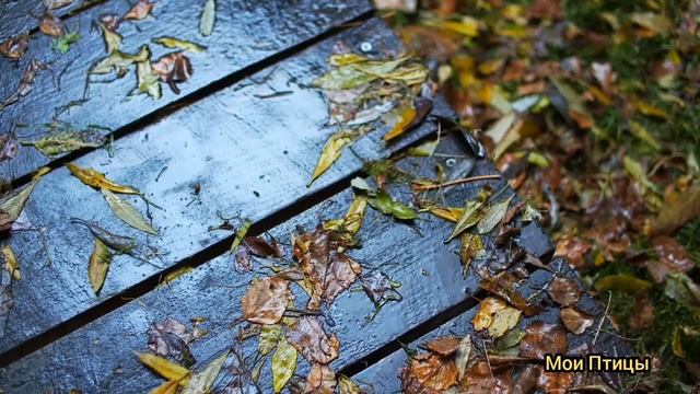 Осенние дожди 2023 Золотая листва Музыка Осени музыка Для души.