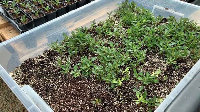 Как правильно сажать семена адениума на подвои смотреть онлайн