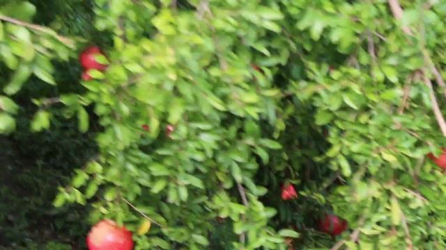 Гранатовые деревья дали добротный урожай смотреть онлайн