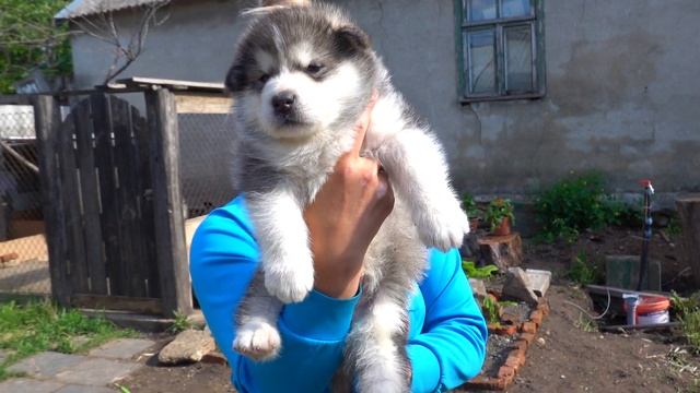 ОГРОМНЫЙ МАЛАМУТ Жангузар, красавица Альма и их щенки. Одесса. смотреть онлайн
