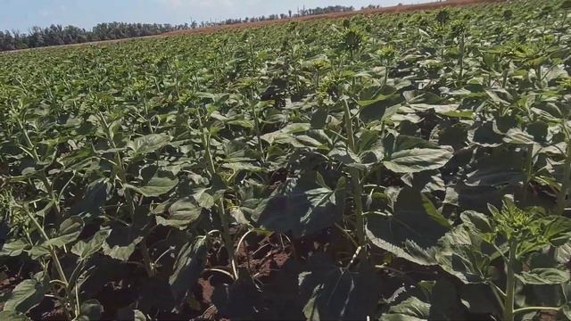 ГАРДО® ГОЛД на подсолнечнике, 70 дней после обработки, Полевой город Краснодар смотреть онлайн