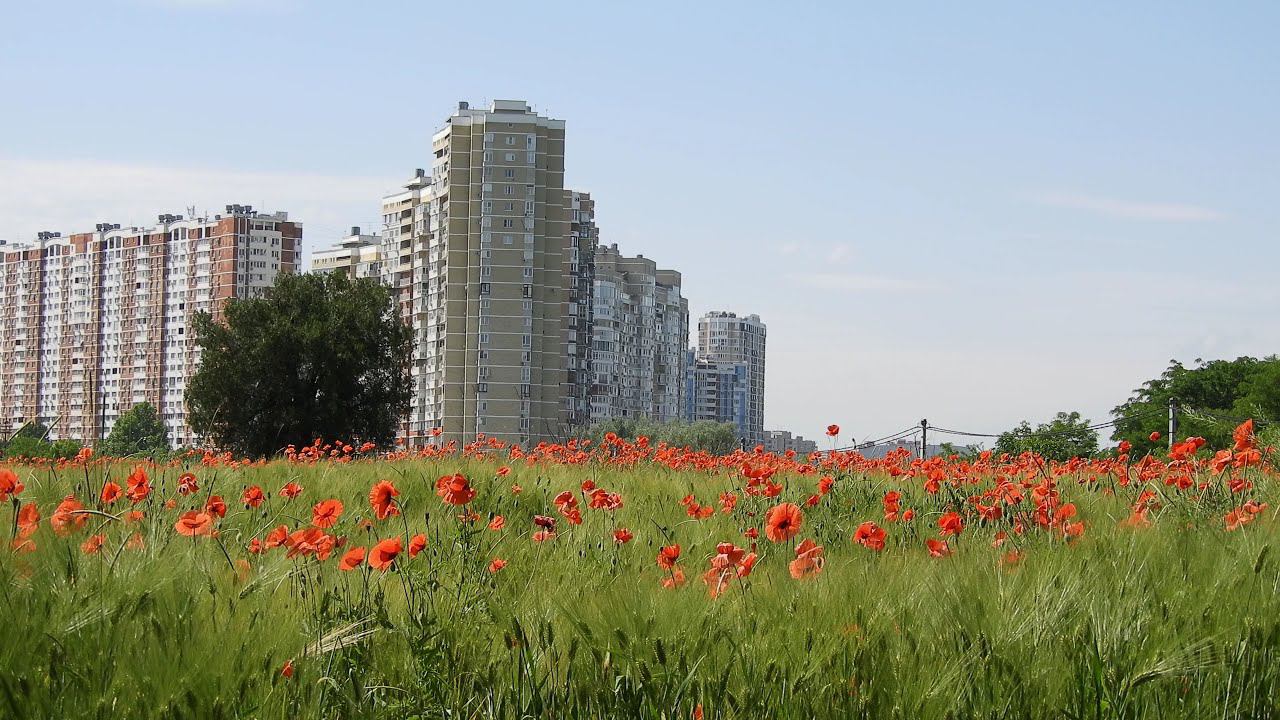 Полевой мак расцвел на полях Краснодара - Очень красиво! смотреть онлайн