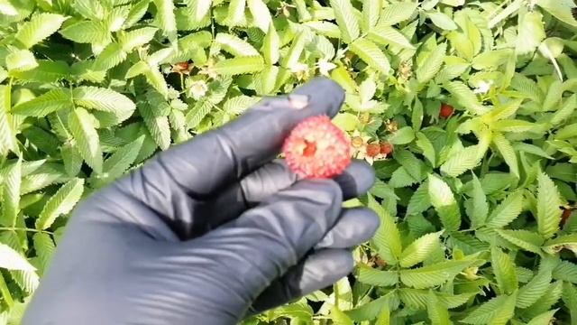 Клубника - малина Мяо-Мяо смотреть онлайн