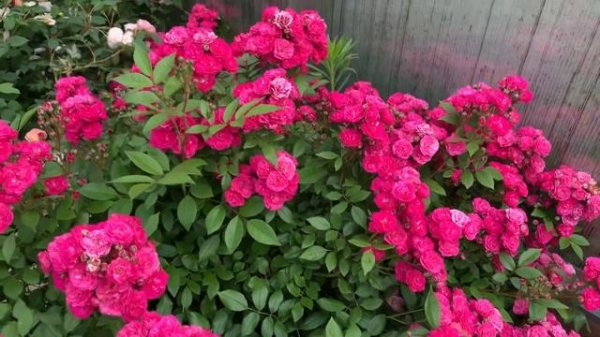 Роза Динки/ Dinky