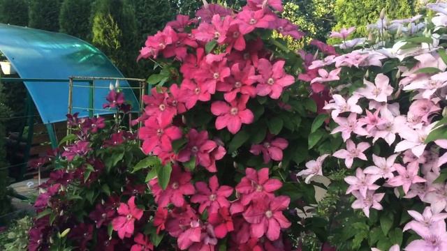 Дача моей мечты, клематисы. смотреть онлайн