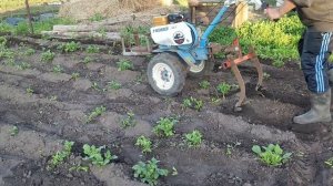 Как обработать междурядку картофеля? | самодельный междурядный культиватор | Мотоблок Нева МБ-2