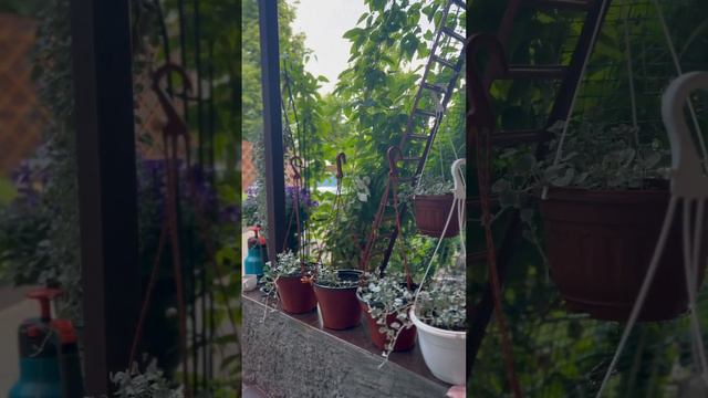 #дихондра смотреть онлайн
