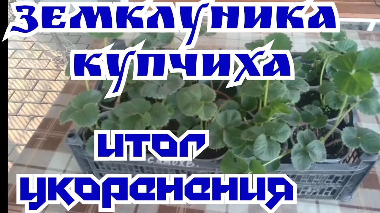 ЗЕМКЛУНИКА КУПЧИХА, укоренение УСОВ две НЕДЕЛИ СПУСТЯ смотреть онлайн