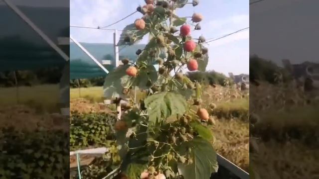 Малина Сорта Ремонтантные Полана, Пингвин, Энросадира, обзорне большой смотреть онлайн