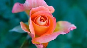 Наталья Лысенко - Они сегодня у ворот нас ждут