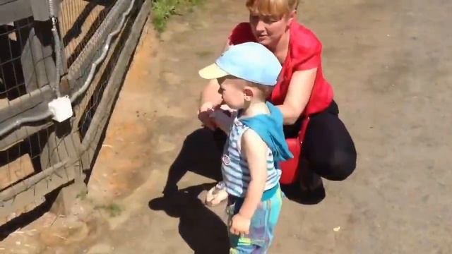 Кормление страусов смотреть онлайн