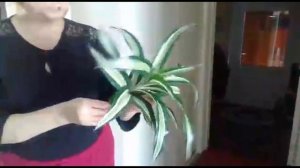 Размножение драцены на примере душистой драцены