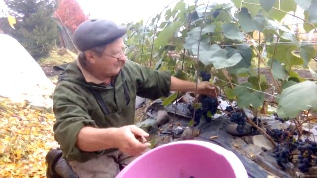 Виноград в Якутии (в открытом грунте) смотреть онлайн