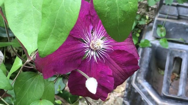 Clématite Clematis 'Rouge cardinal' Texture et couleur originales смотреть онлайн