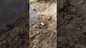 Огурцы бабушкин внучок.Огурцы пошли. Первый урожай.