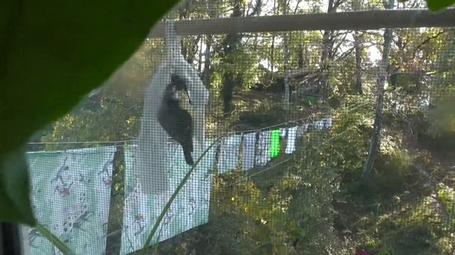 Богомол и Синица. Кто победил?