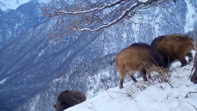 #Алтайский Заповедник #Кабанчики смотреть онлайн