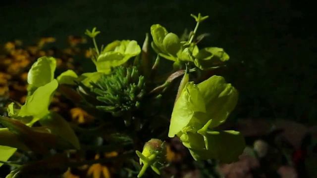 BELIEVE IT OR NOT: THE MYSTERIOUS EVENING PRIMROSE FLOWER смотреть онлайн