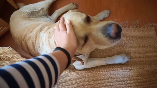 vlog 22 - дома :) смотреть онлайн