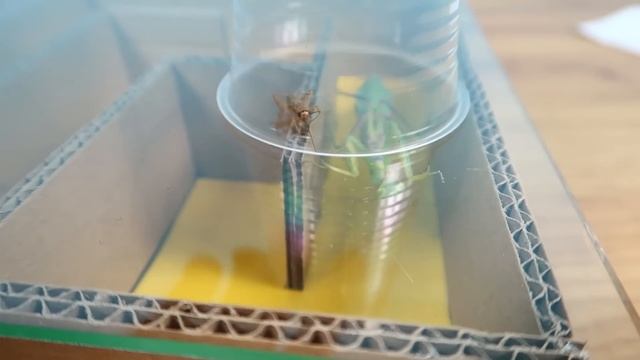 Что если Богомол и Сверчок окажутся в лабиринте? смотреть онлайн