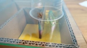 Что если Богомол и Сверчок окажутся в лабиринте?