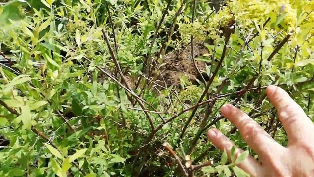 Как обрезать весеннецветущую спирею. 2 часть. смотреть онлайн