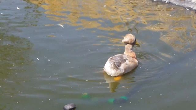 Утки и Гуси га га га смотреть онлайн