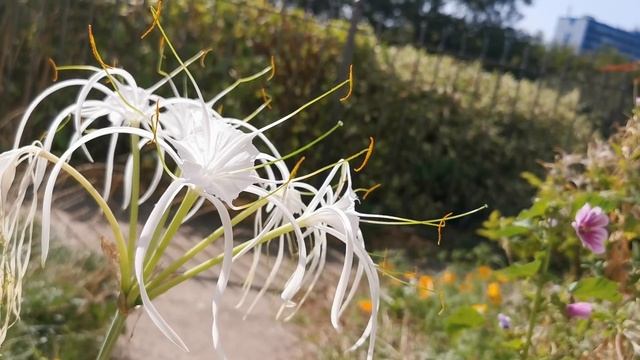 Hymenocallis littoralis, the Beach Spider Lily: exotic looking, beautifully scented and easy to gro смотреть онлайн