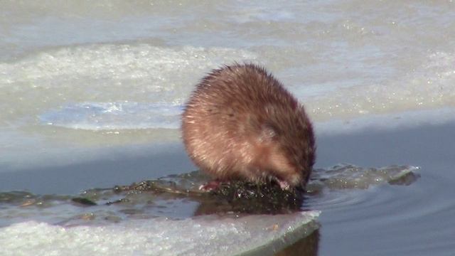 ОНДАТРА 04042024