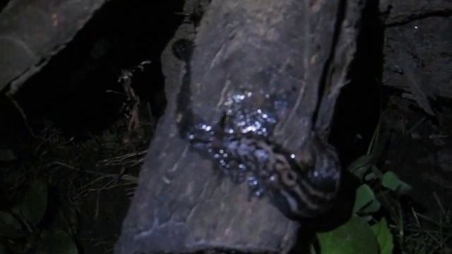 Как спариваются размножаются слизни 3 смотреть онлайн