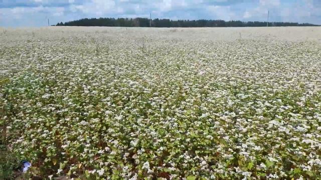 Небольшая кочёвка на гречиху. смотреть онлайн