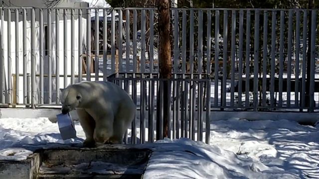 Белый медведь Ломоносов. смотреть онлайн
