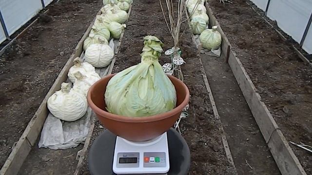 Капустное разнообразие Сорта, виды смотреть онлайн