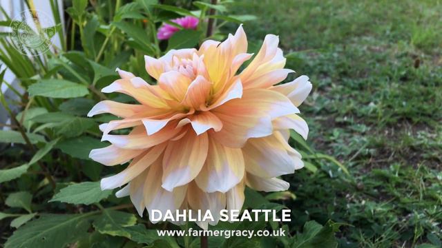 Dahlia 'Seattle' - FarmerGracy.co.uk смотреть онлайн