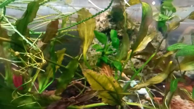 Креветка Красноносая Пиноккио Caridina gracilirostris #креветкаПиноккио #Красноносаякреветка смотреть онлайн