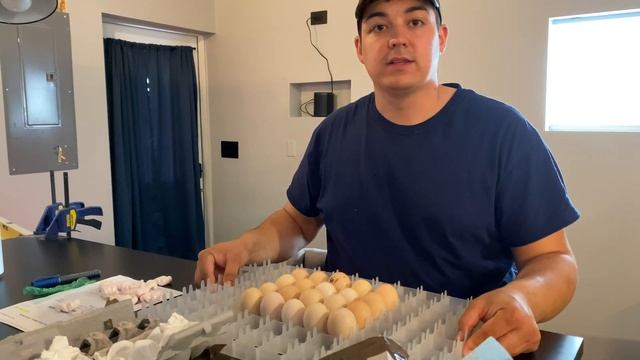 Hatching Rare Ayam Cemani Eggs From Ebay Part 1! смотреть онлайн