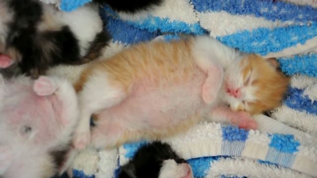 котёнок объелся смотреть онлайн