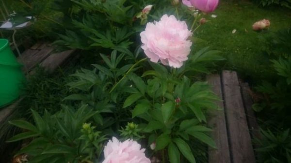 Paeonia Pillow Talk