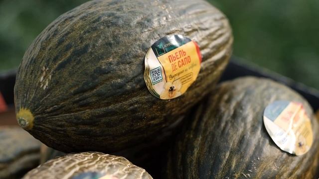 Дыня Пьель де сапо - диковинка, которая вас порадует смотреть онлайн
