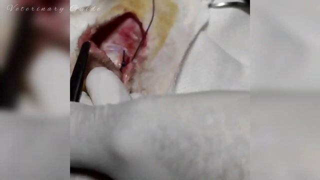 Cat Car Accident|Saved A Cat |Veterinary Guide смотреть онлайн