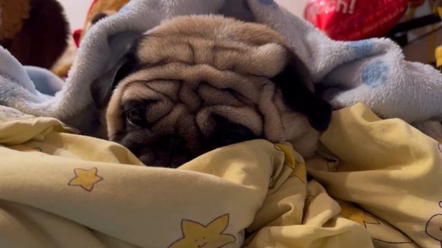 Мопсы храпят?😴Дикий храп мопса.АСМР смотреть онлайн