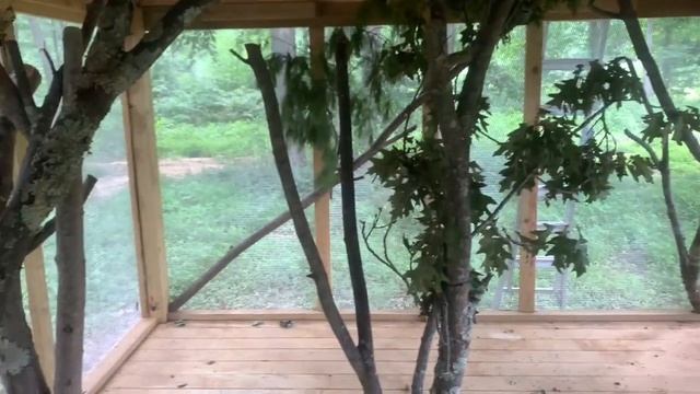 Our flying squirrel house (read description). смотреть онлайн