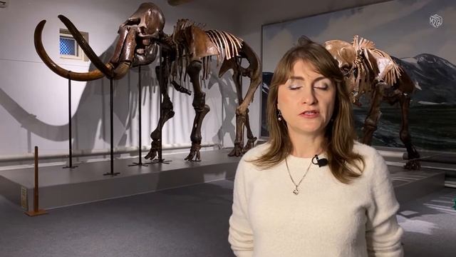 Рог шерстистого носорога смотреть онлайн