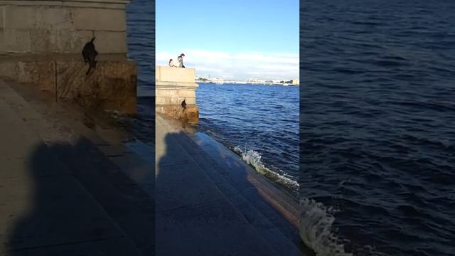 Прыжки в Неву