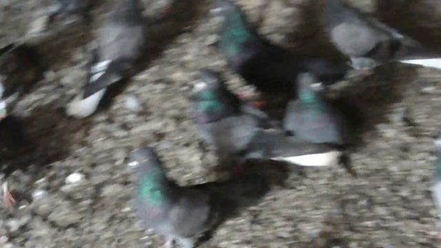 Николаевские Голуби . Саратовская область . Часть первая. смотреть онлайн