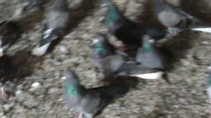 Николаевские Голуби . Саратовская область . Часть первая.