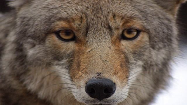 SCP-2547 Dog Days of Summer | object class keter смотреть онлайн