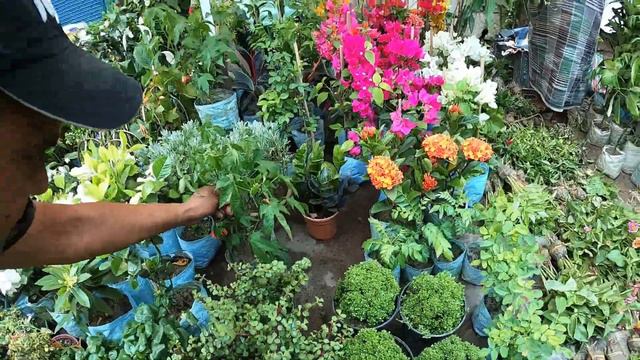 CHAPA ROSE BLUE MOON HIBISCUS FLOWER PLANT CURRENT PRICE |GALIFF STREET MARKET |Best Flowers Foreve смотреть онлайн