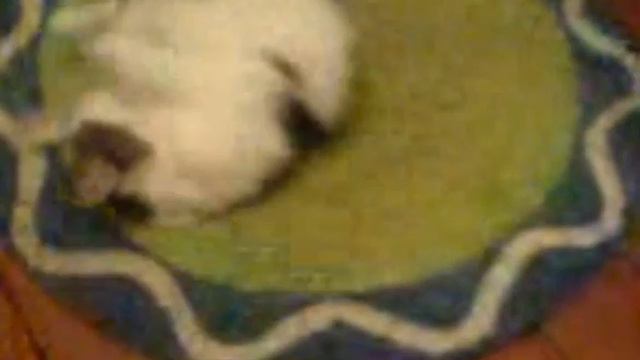 Дружба и коврик смотреть онлайн