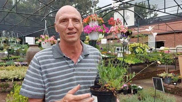 Plant van die week vir 26 Desember 2020 - Gaura lindheimeri 'Belezza Dark Pink' & 'Jingle Bells' смотреть онлайн